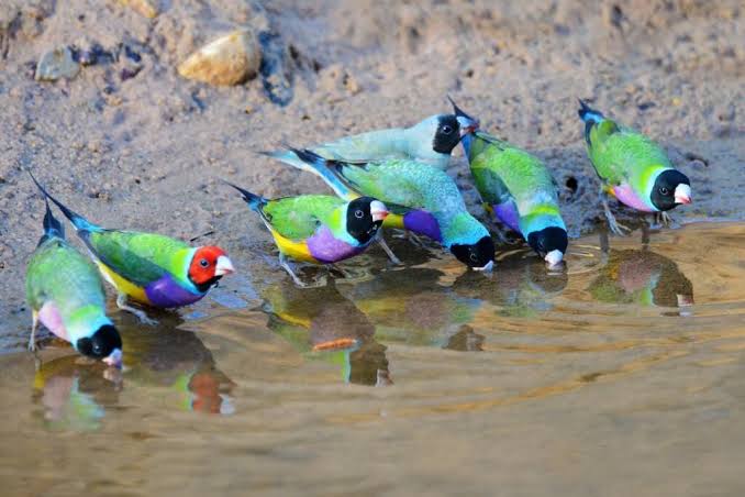 Timbrado Canaries
