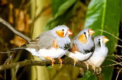 Finches (Gould & Zebra)